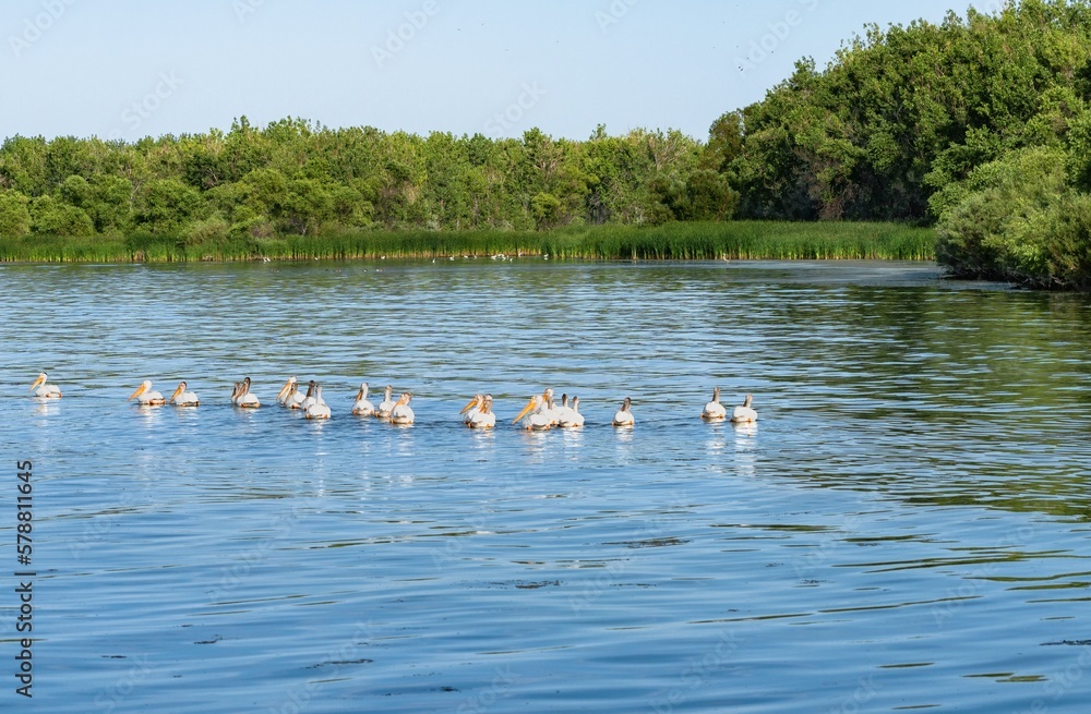 A group of White Pelicans swimming towards the wetlands at Cherry Creek State Park in Colorado. A group of White Pelicans swimming towards the wetlands at Cherry Creek State Park in Colorado.