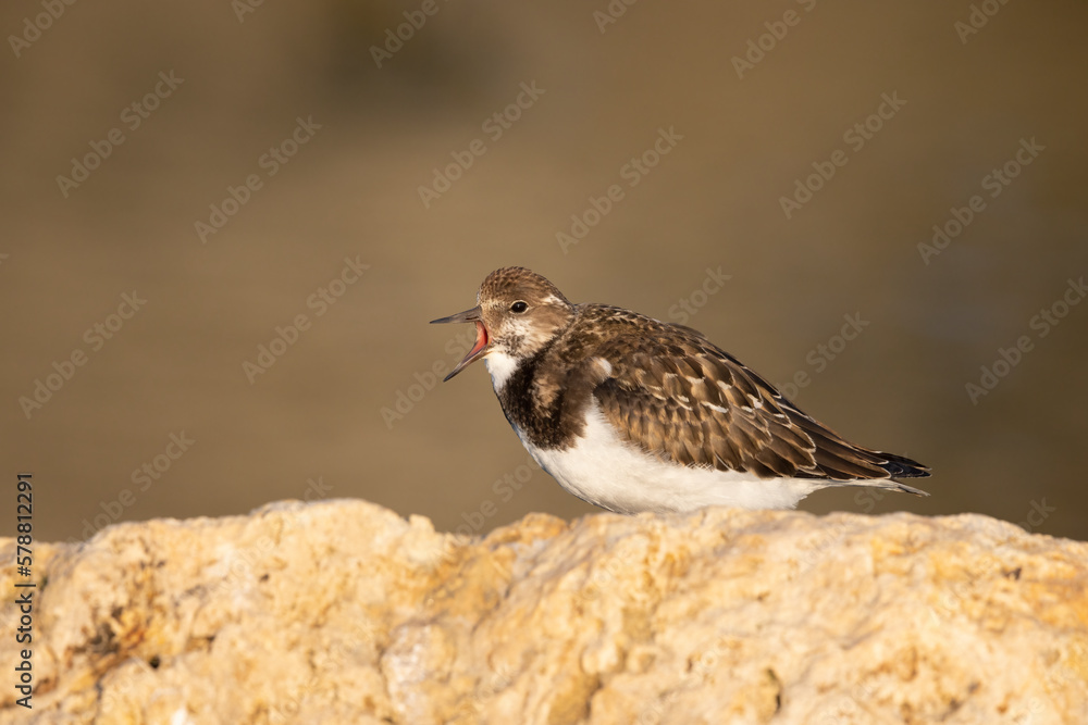 Turnstones (Arenaria interpres) in action: the life of these coastal birds.