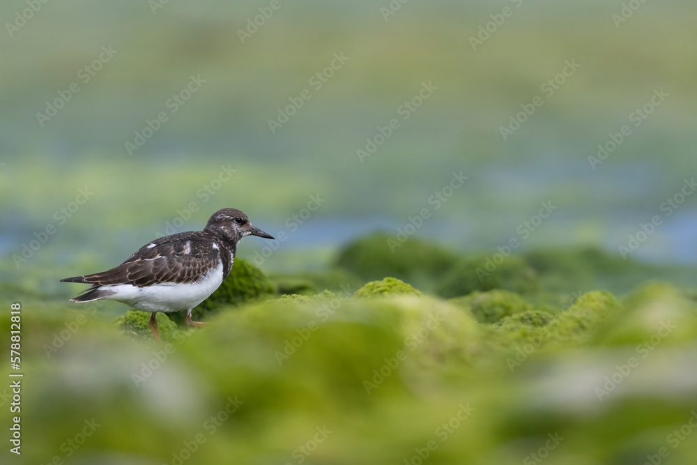 Turnstones (Arenaria interpres) in action: the life of these coastal birds. Turnstones (Arenaria interpres) in action: the life of these coastal birds.