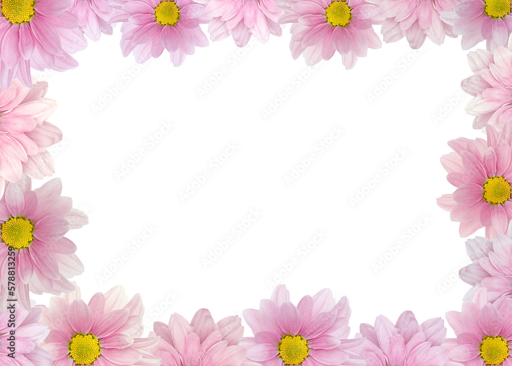 Flower frame of pink chrysanthemum pattern, daisy border isolated on white background. Wallpaper, greeting card or invitation. Banner, mockup, header with copy space