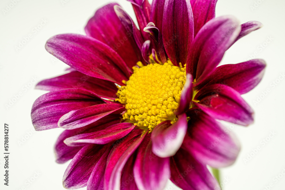 purple flower, close up purple flower, close up