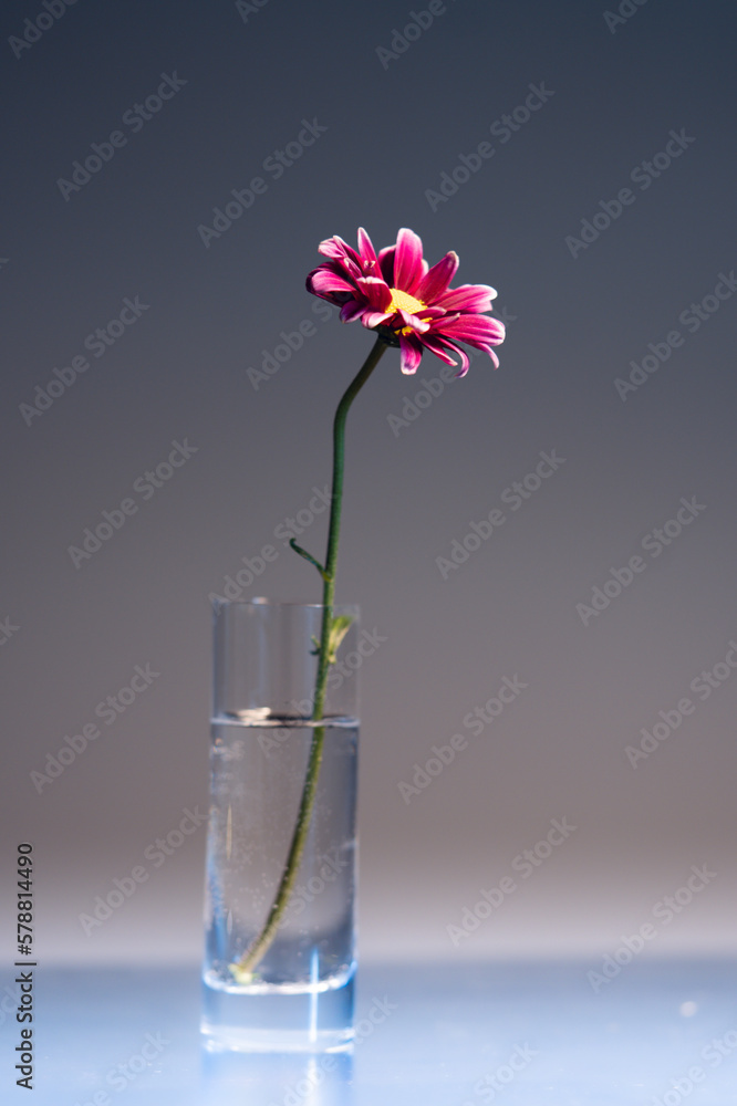 Obraz premium tiny flower in a glass
