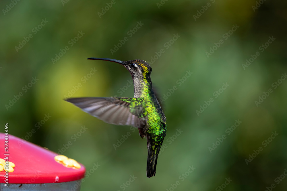 Fototapeta premium Fiery-throated hummingbird flapping its wings