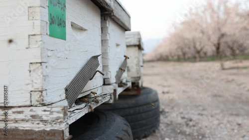 bee hive entrance on the almond trees farm. Close up of a honey bee hive. Blooming trees homey nectar