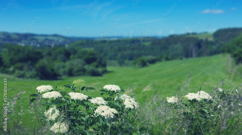 White field flowers in nature on sunlight. White field flowers in nature on sunlight.