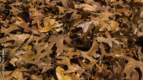 fallen brown leaves textured background