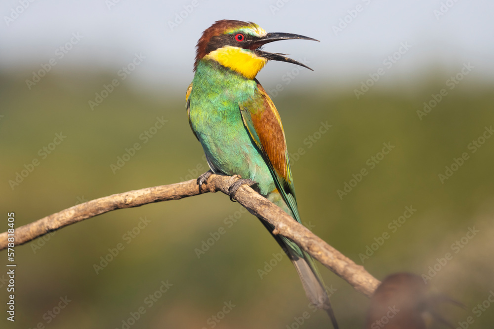 Obraz premium beautiful bird with colorful plumage