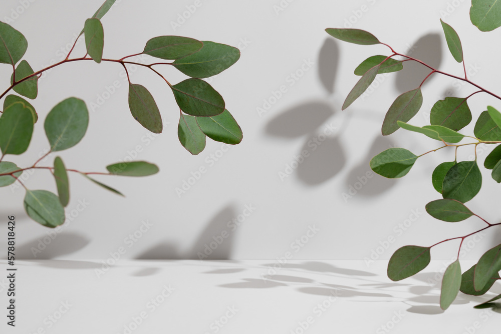 Green eucalyptus branch with beautiful shadows on empty light grey background. Backdrop for product presentation. Beauty cosmetic advertising display mockup. Minimal still life. Front view. Green eucalyptus branch with beautiful shadows on empty light grey background. Backdrop for product presentation. Beauty cosmetic advertising display mockup. Minimal still life. Front view.