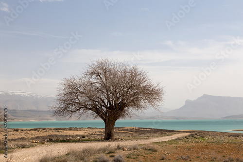 Oak Tree, Doroodzan Lake, Fars, Iran