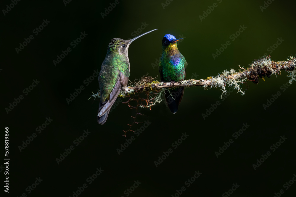 Obraz premium Two Fiery-throated hummingbirds on a mossy tree branch