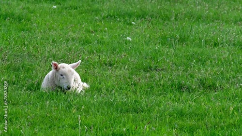 Very cute lamb resting on the green grass