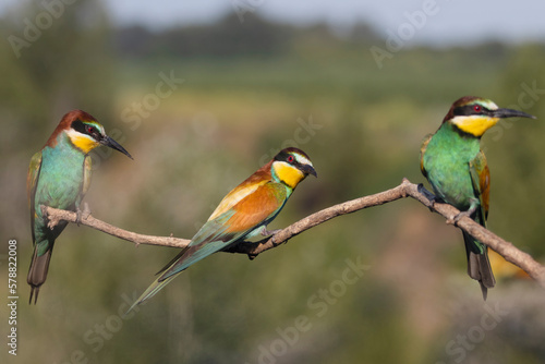 Paradise colored birds sit three together on a branch