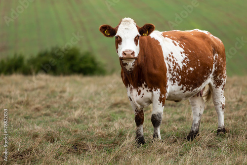 Close up of a red and white Ayrshire dairy cow  facing camera with head raised in summer pasture. Blurred background  North Yorkshire  UK. Horizontal.  Copy space.