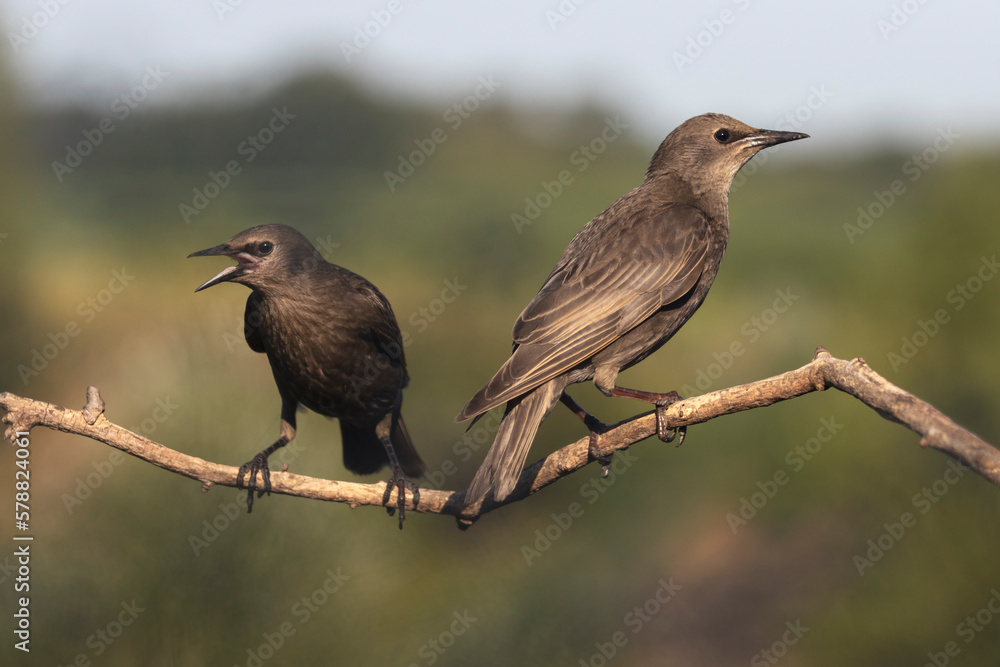 two birds, starlings sit on a thin branch two birds, starlings sit on a thin branch