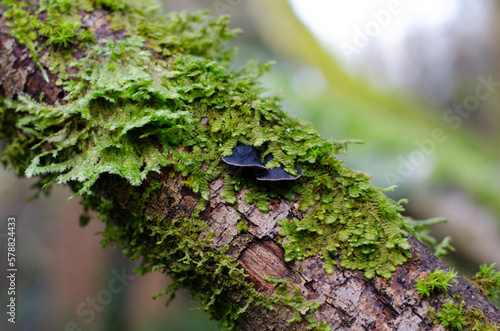 mushroom and moss on tree branch photo