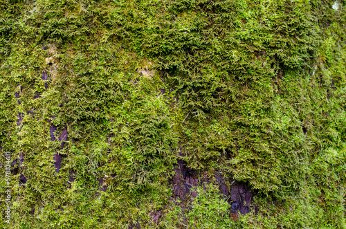 Wallpaper Mural green moss on tree branch Torontodigital.ca