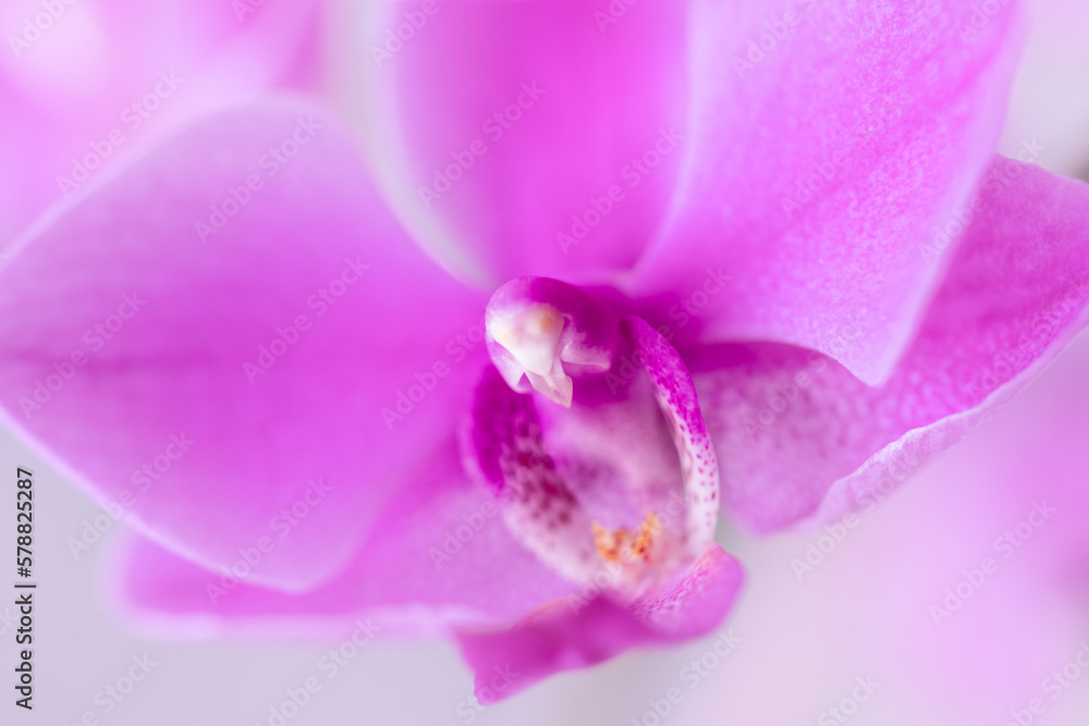 Pink orchid - macro. View of the stem - obrazy, fototapety, plakaty 