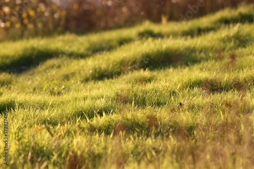 Wiese - Gras