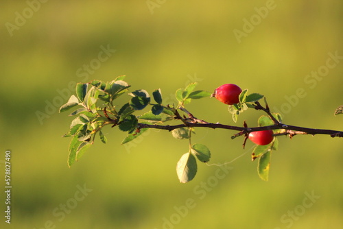 Hagebutte - Rose hip