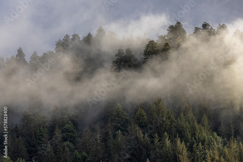 Fog Amidst the Evergreens - California Coast