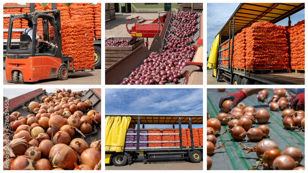 Onion Production and Processing in Packing House Facility Prior