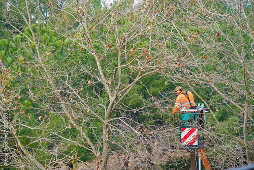 Foto operator cutting branches of a tree