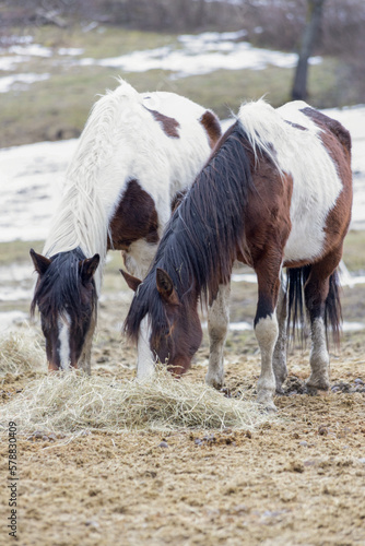 Two Indian style quarter horses grazing hay during winter time