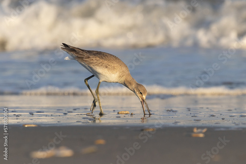 willet digging for food in the sand waves crashing in the background