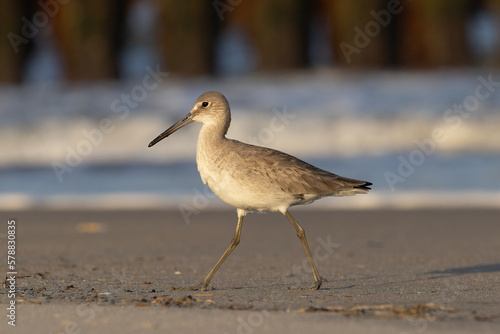 willet walking at the beach waves in the background photo