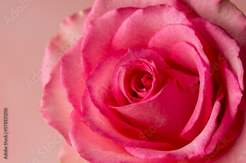 Closeup pink rose flower  abstract feminine background