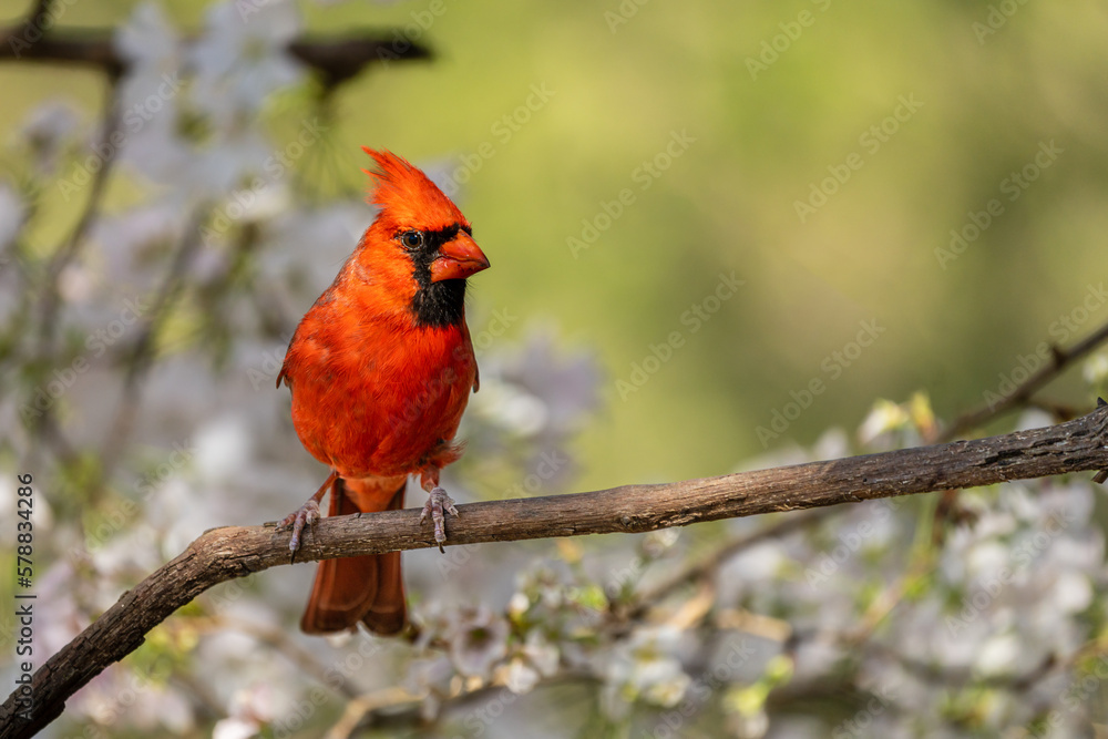 Male Cardinal Perched on Branch in Cherry Tree Male Cardinal Perched on Branch in Cherry Tree