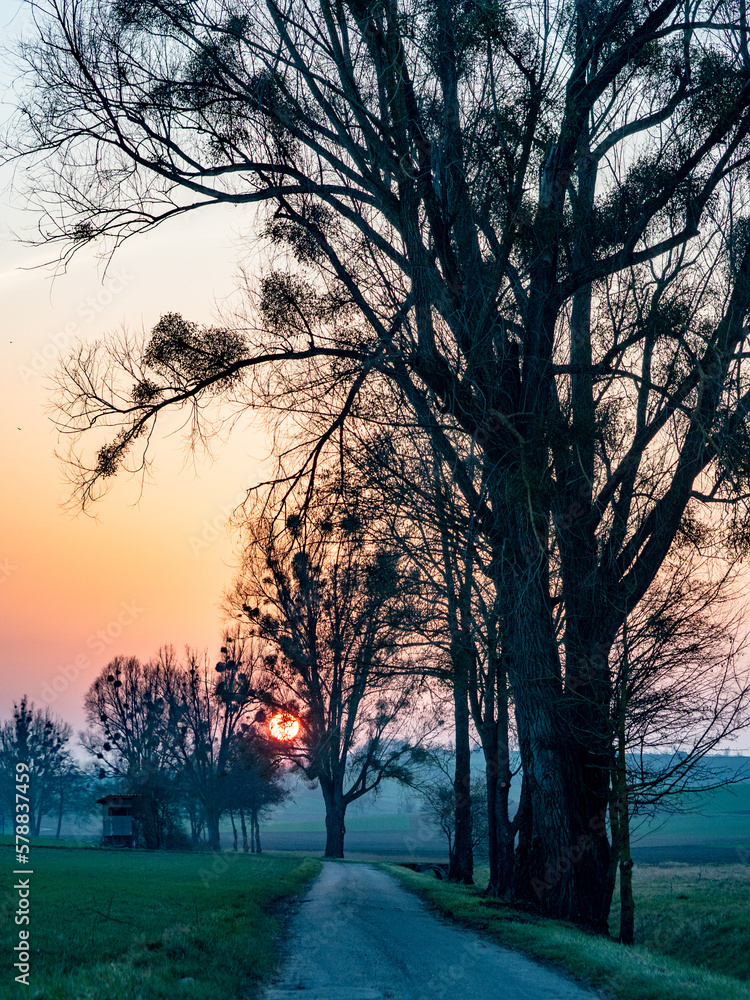 Fototapeta premium Baum mit vielen Misteln im Winter