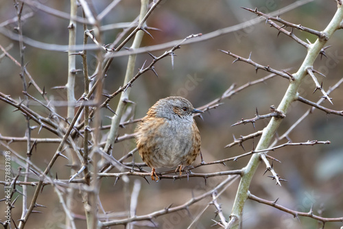 A Dunnock (Prunella modularis) perched in a Hawthorn tree.