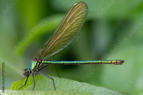 Close-up of a Banded Demoiselle (Calopteryx splendens) sitting on a green leaf against a green background in nature