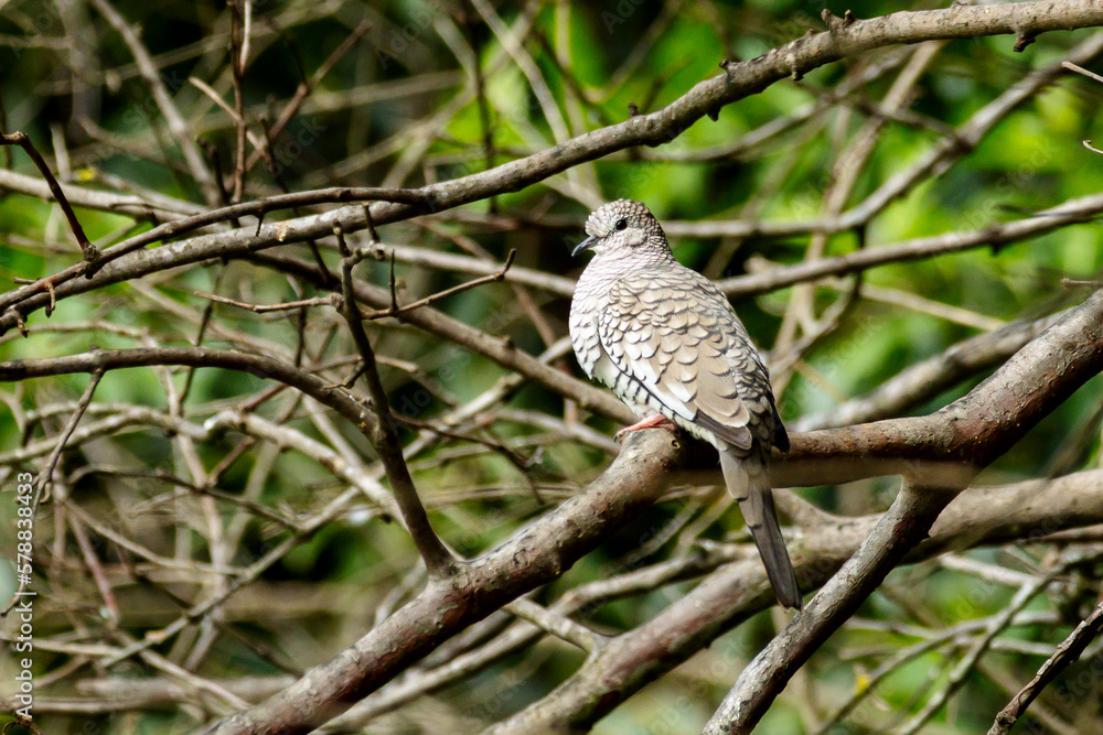 A Scaled Dove also know as Rolinha feeding on the lawn. Species Columbina squammata. bird lover. Birdwatching. Birding. Animal world. A Scaled Dove also know as Rolinha feeding on the lawn. Species Columbina squammata. bird lover. Birdwatching. Birding. Animal world.