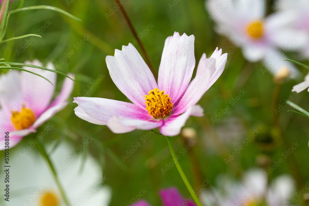 Bumblebee collects nectar on a white cosmos flower. He is followed by a small spider. Macro shot of a bumblebee, selective focus. Bumblebee collects nectar on a white cosmos flower. He is followed by a small spider. Macro shot of a bumblebee, selective focus.