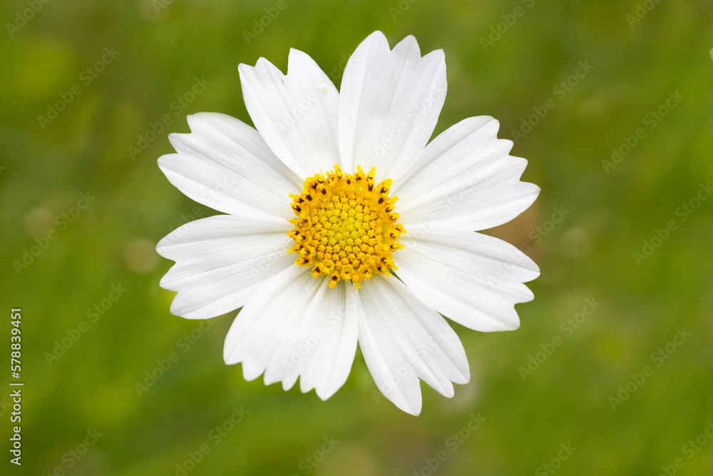 White cosmos flower blossom in grass, summer White cosmos flower blossom in grass, summer