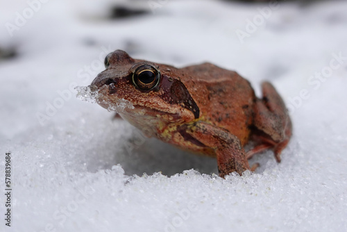 A red grass frog on snow in February
