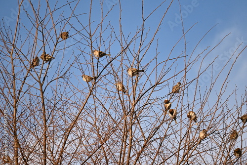 Sparrows resting. It is omnivorous and eats poaceae seeds and insects, and has a habit of moving in groups. A gait that moves while jumping is called hopping.