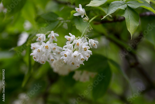 A closeup shot of bell-shaped, fragrant buds and flowers of the Staphylea Pinnata amid green leaves