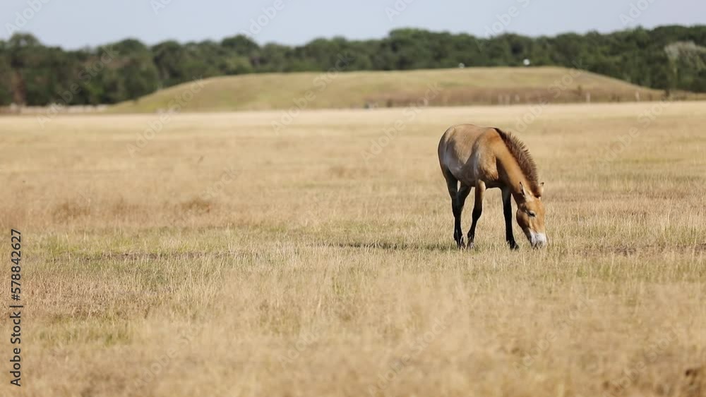 Wild horse eating dry grass in the prairie. Nature sanctuary with wild Przewalski horse pasturing on the field. Askania Nova, Ukraine. Wild horse eating dry grass in the prairie. Nature sanctuary with wild Przewalski horse pasturing on the field. Askania Nova, Ukraine.