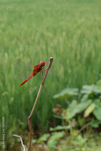 The red dragonfly is a species of dragonfly in the Libellulidae family