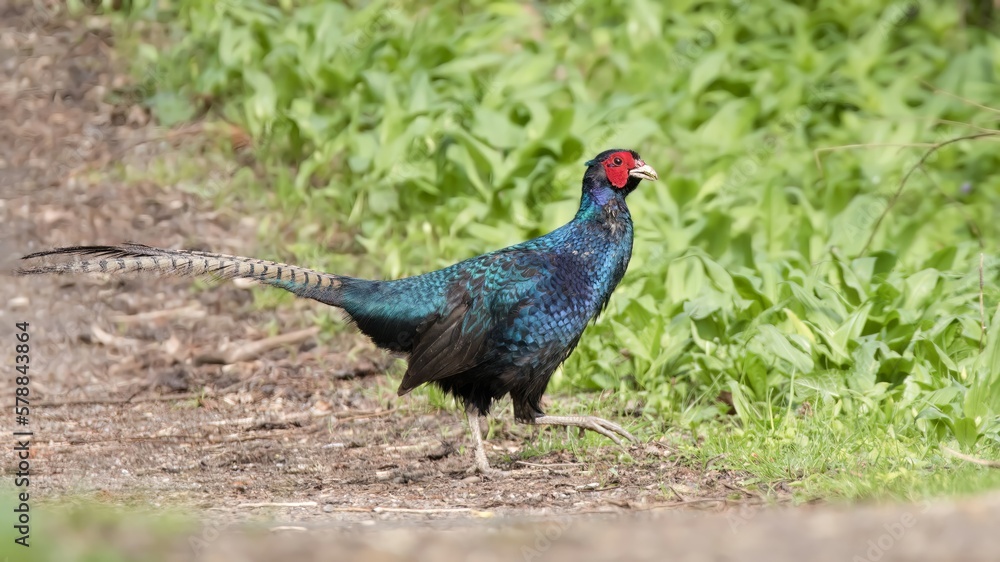 Fototapeta premium Pheasant /Phasianus colchicus
