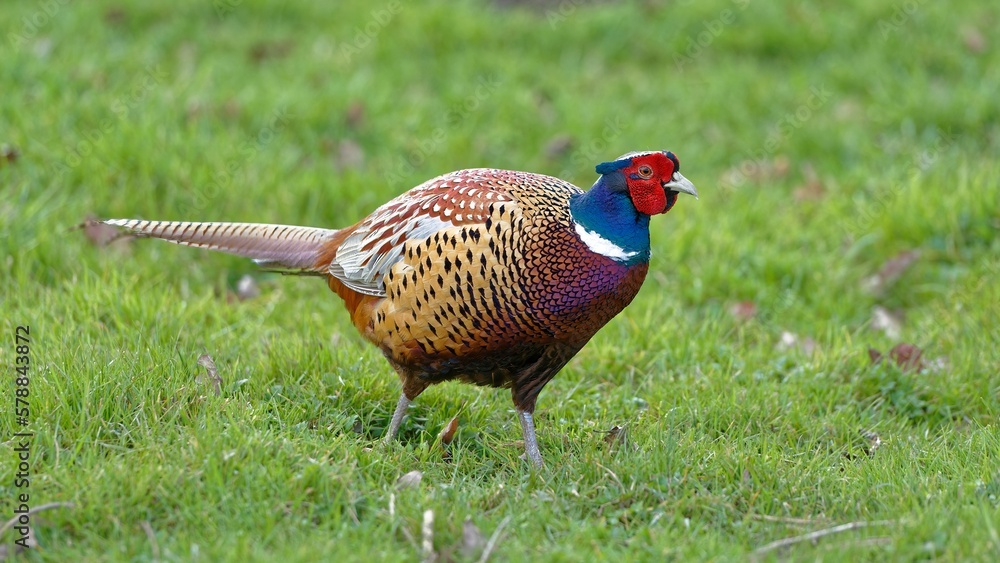 Fototapeta premium Pheasant /Phasianus colchicus