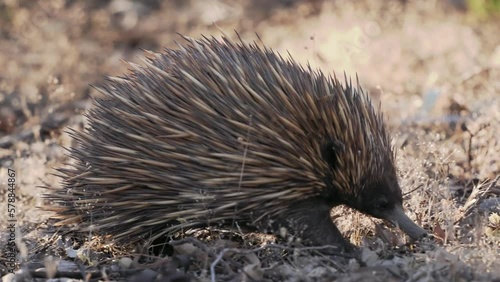 Short-beaked Echidna - Tachyglossus aculeatus in the Australian bush, known as spiny anteaters, family Tachyglossidae in the monotreme order of egg-laying mammals, pokes and feeds on ants and walks.  photo
