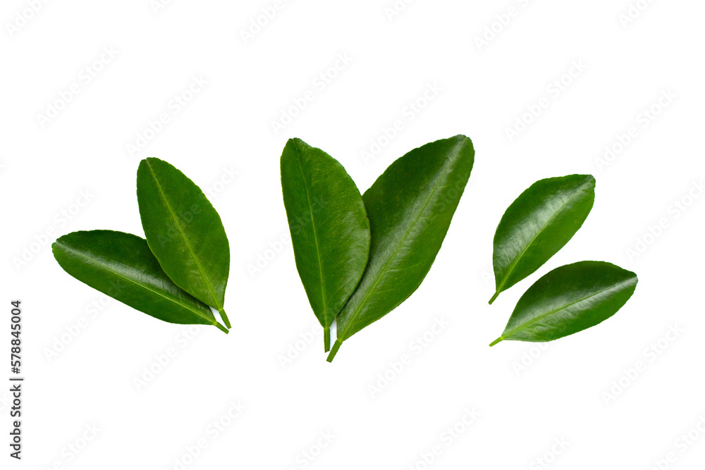 Naklejka premium Fresh citrus leaves on white background.