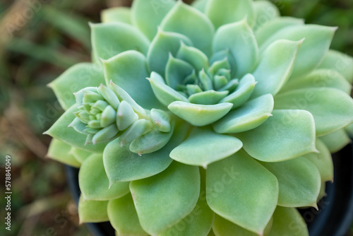 Succulent rosette with green leaves, close-up. Large echeveria for publication, poster, calendar, post, screensaver, wallpaper, postcard, banner, cover, website. High quality photo © vveronka