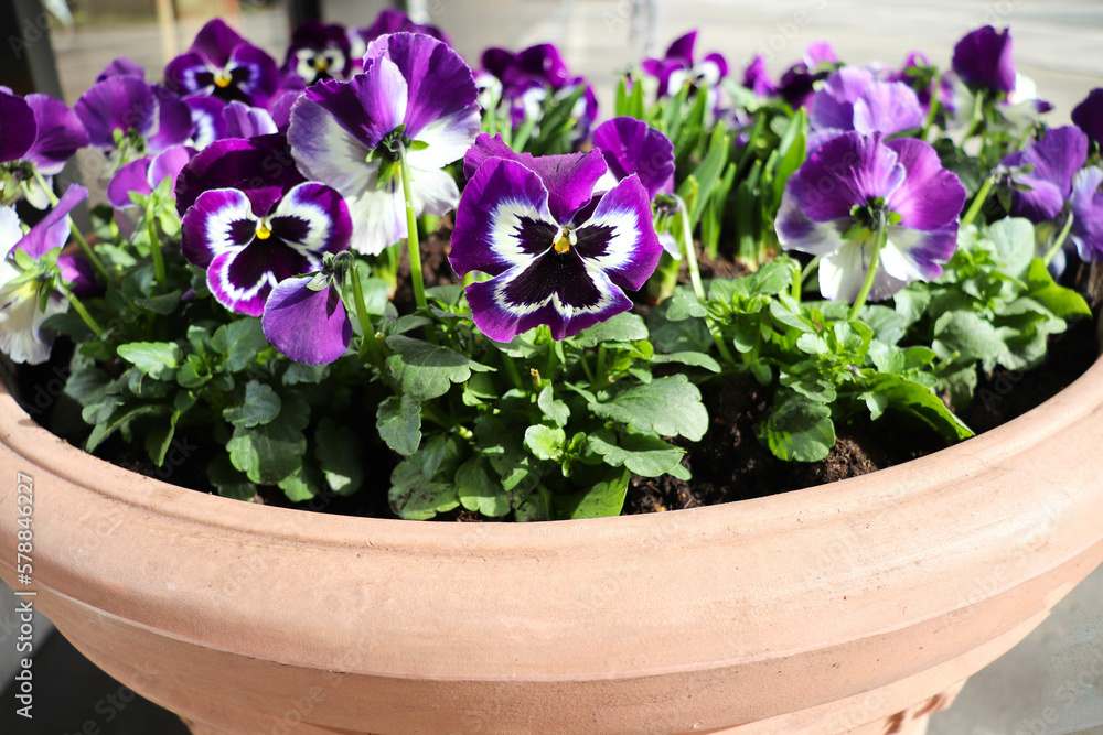 pansies in a flower pot
