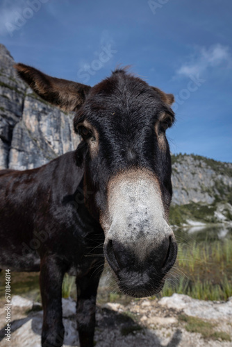 Closeup of a donkey at Lake Croda da Lago, Cortina d'Ampezzo, Italy