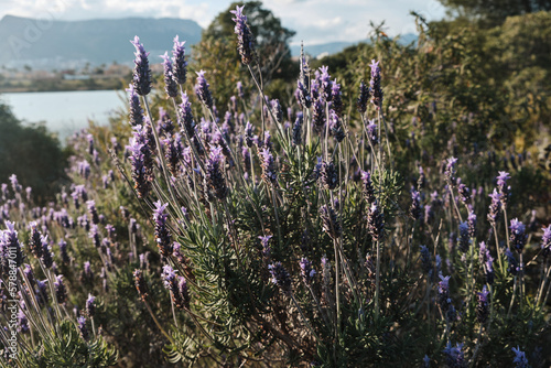 Purple Lavandula Stoechas, French lavender flowers in the garden. Lavender flower nature background in retro style. Lavandula pedunculata, Lavandula luisieri spanish